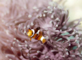   Nemo clown anemonefish photographed during my Divemaster course Phi Thailand. This Bida Nok divesite. Shot 100mm macro lens. Thailand divesite lens  